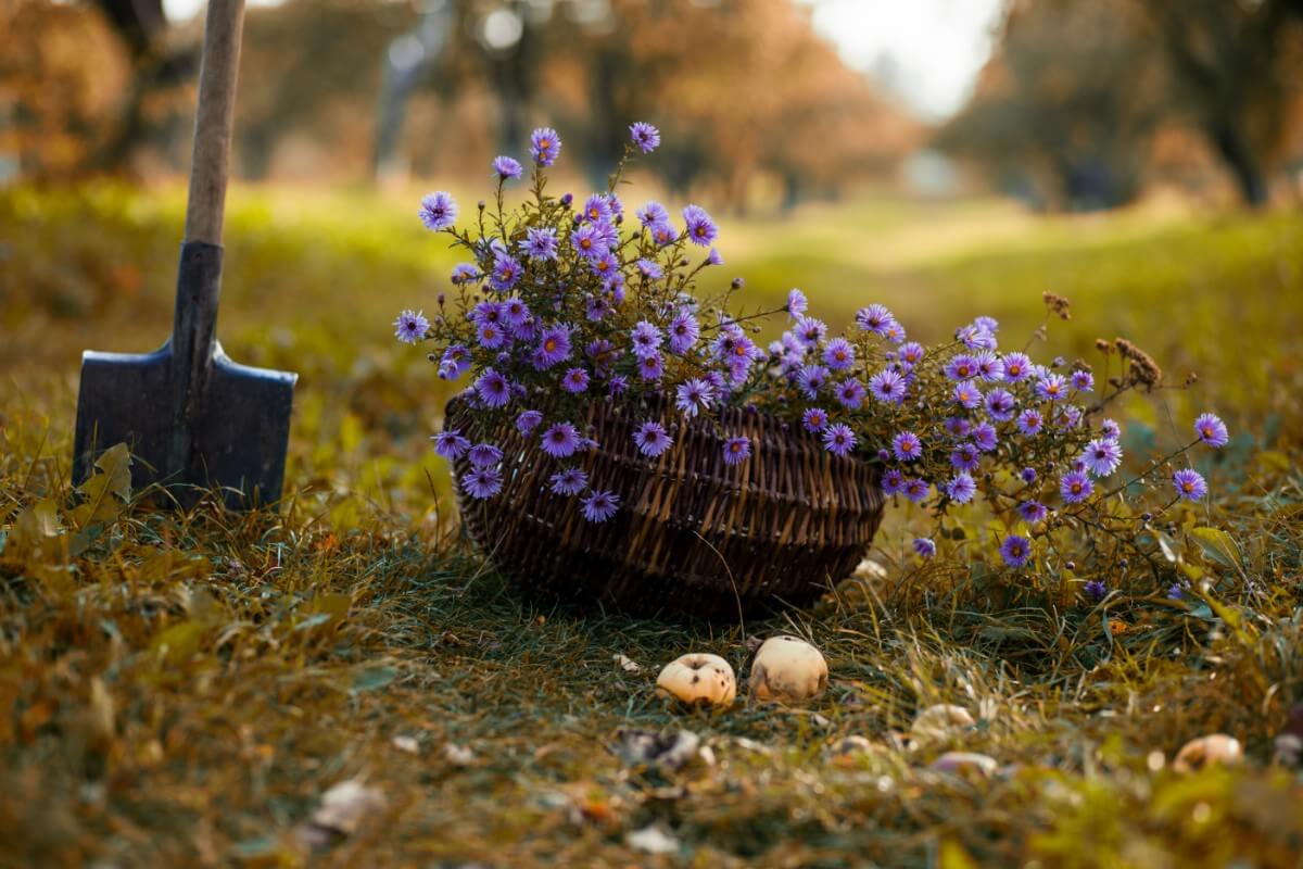 asters growing in a container