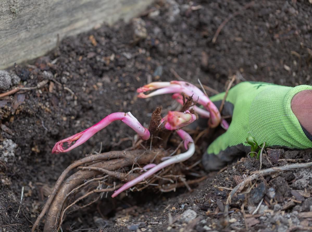 peony roots being planted