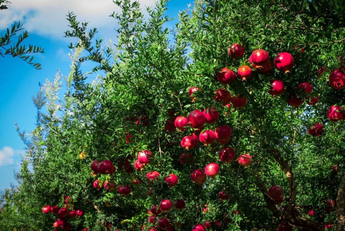 pomegranates on tree branches 