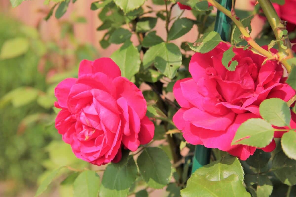 bright dark pink rose bloom