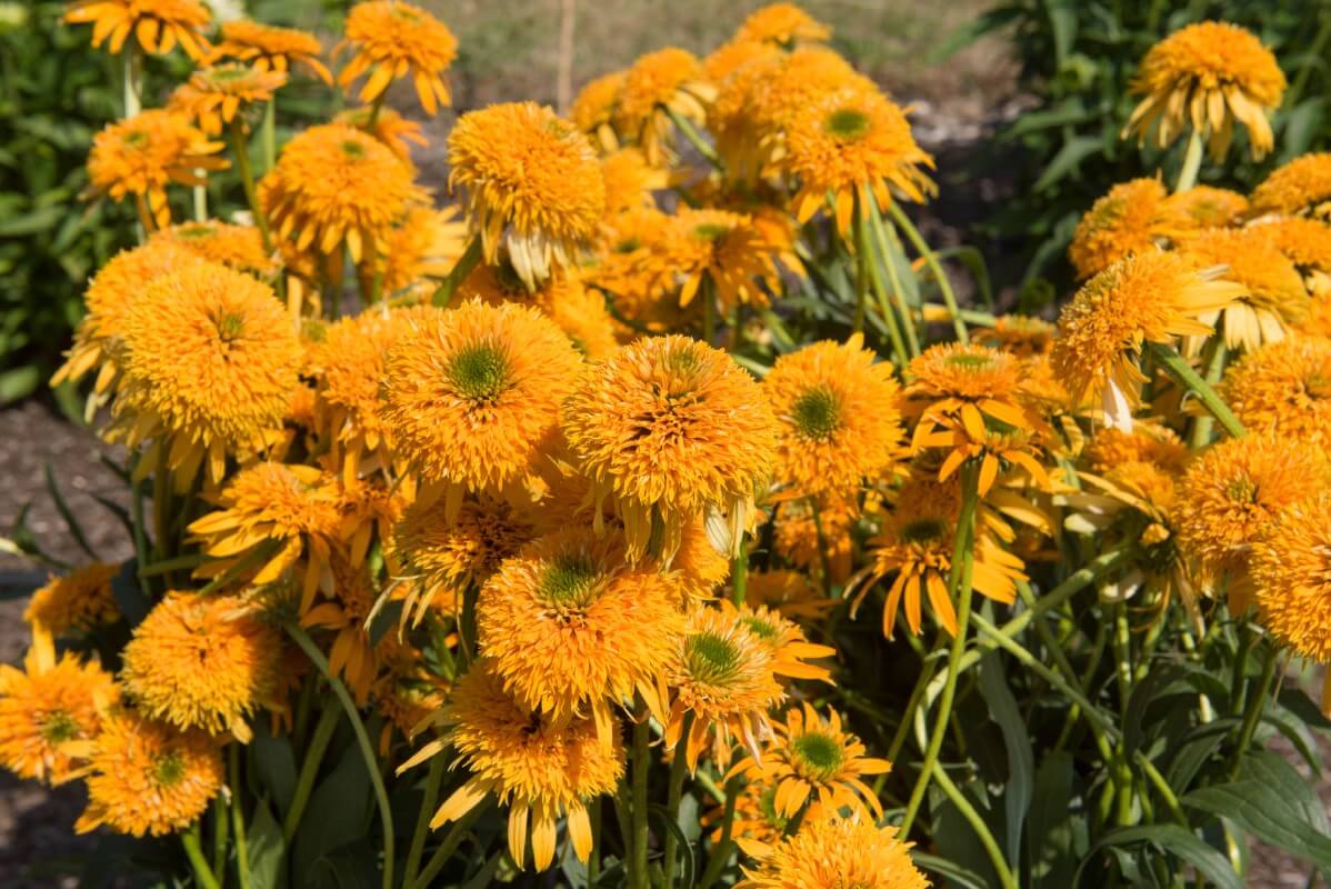 fluffy yellow coneflowers