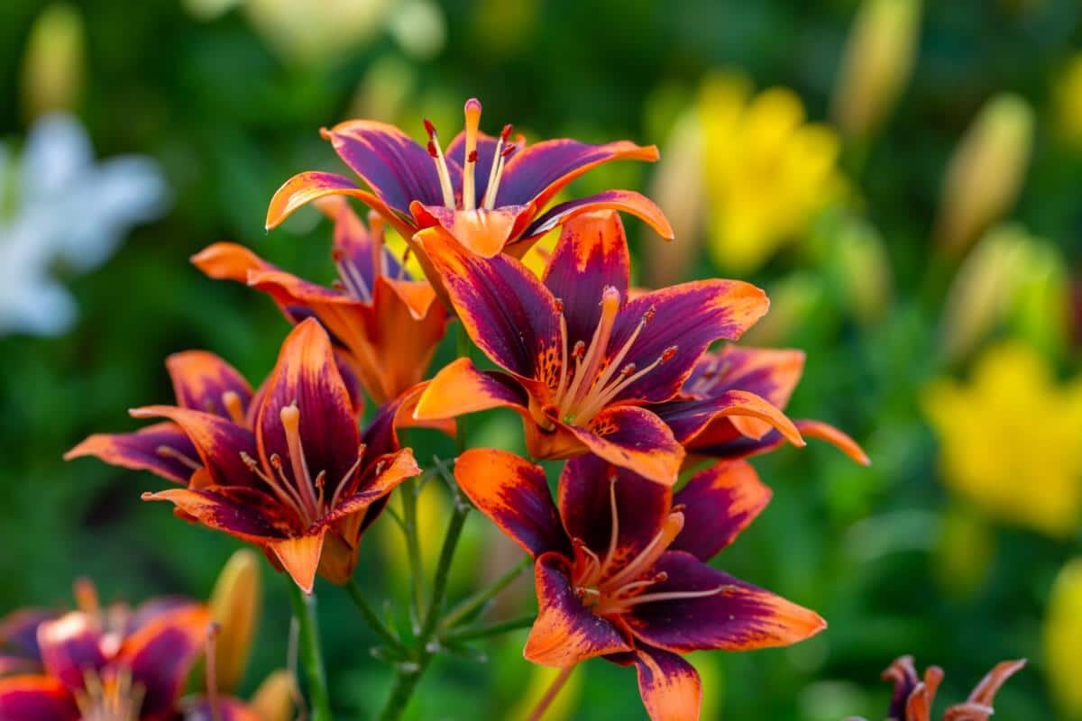 unique purple and orange daylilies