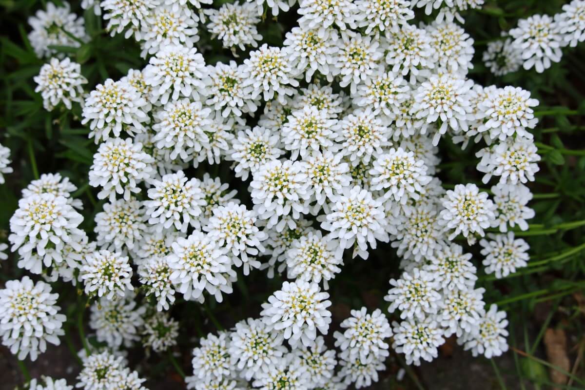 dense flower clusters of white candytuft