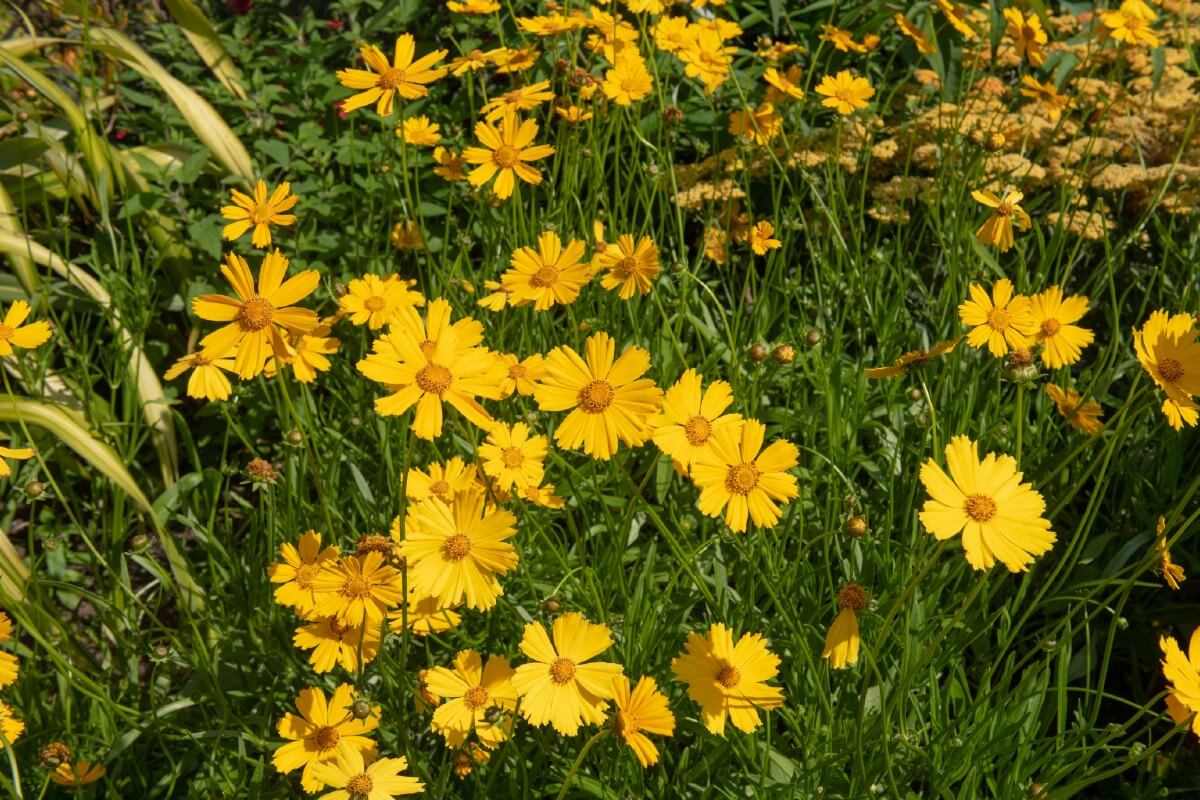yellow-orange tickseed flowers in a prolific planting