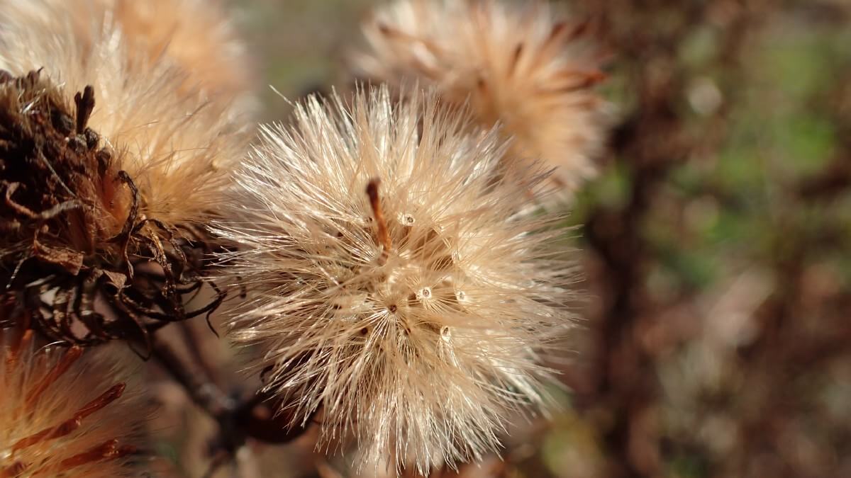 fluffy seed head on aster plant