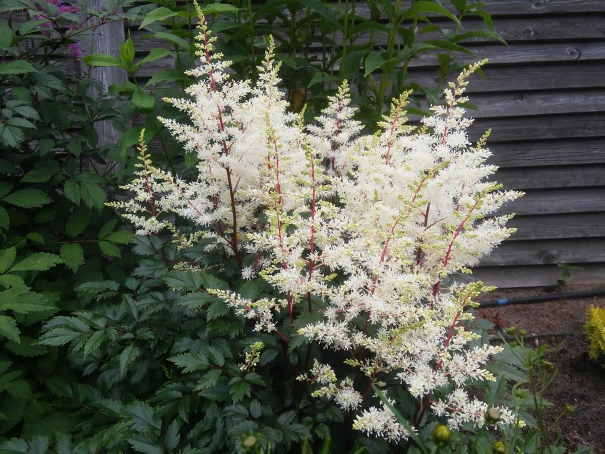 white astilbe flowers on red stems set against dark foliage