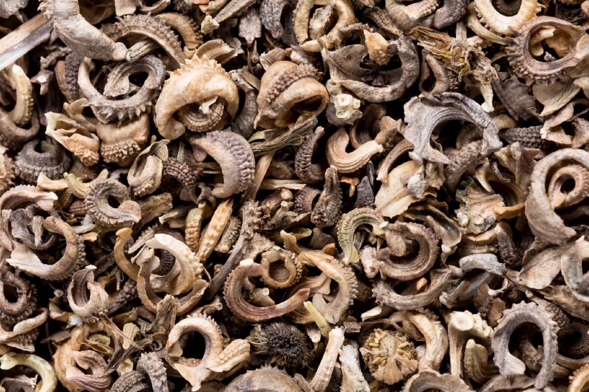 curly calendula seeds