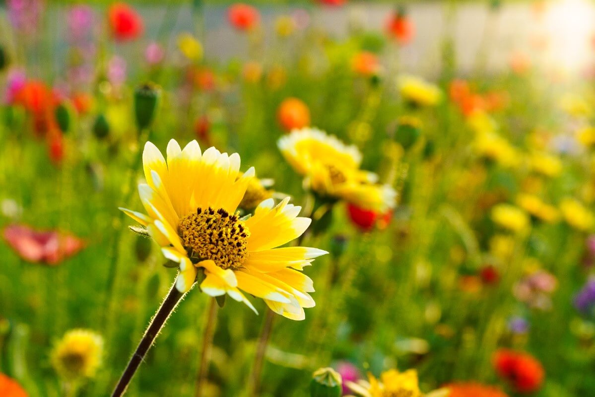 coneflowers in mixed companion planting