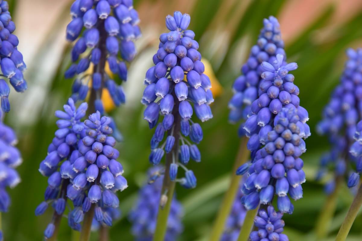 purple grape hyacinth flowers