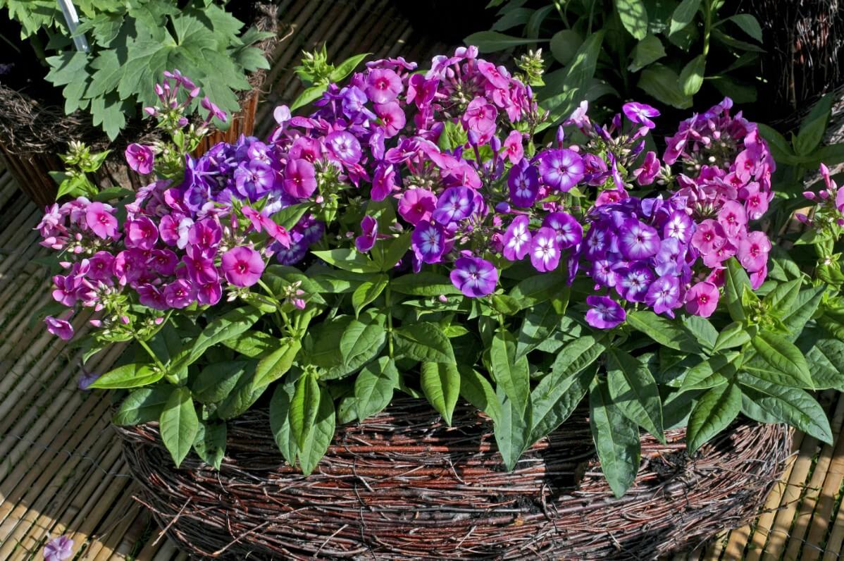 pink and purple-hued phlox grown in a container