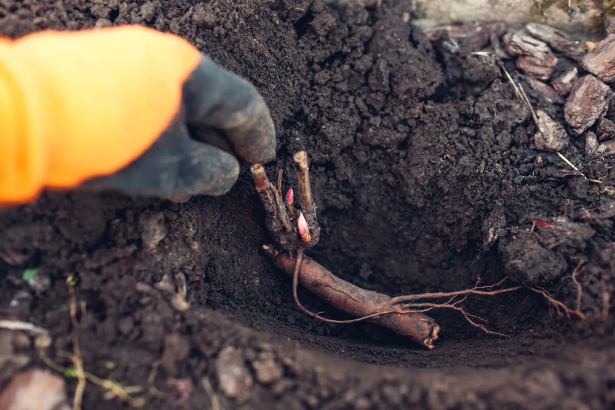 peony tuber being planted on its side