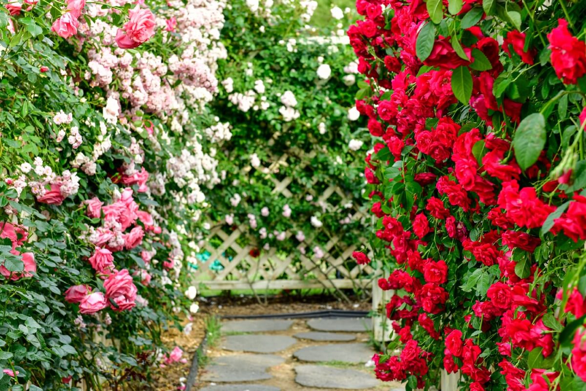garden pathway made up of trellises and roses in varying colors