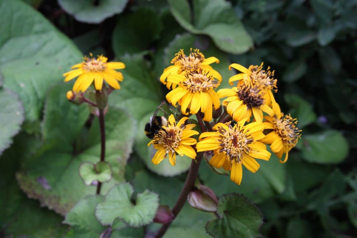 leopard plant flowers with visiting bee