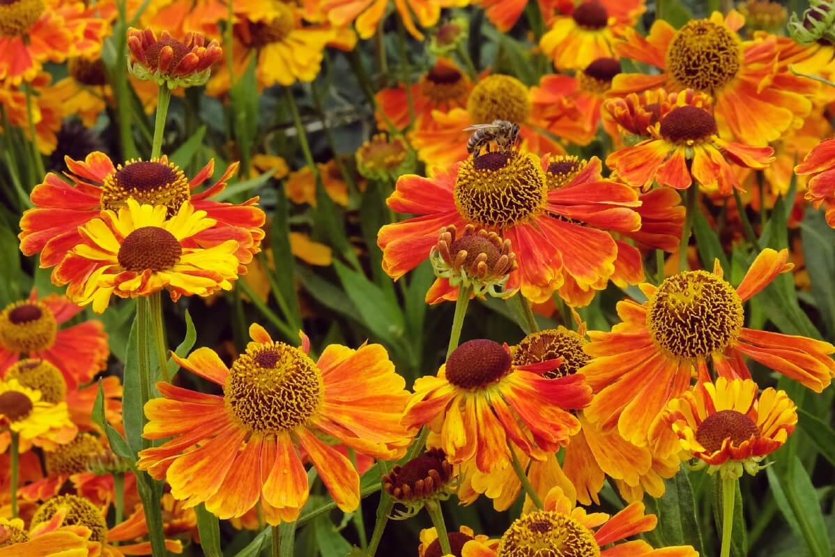 sneezeweed flowers all orange in varied shades throughout the blossom
