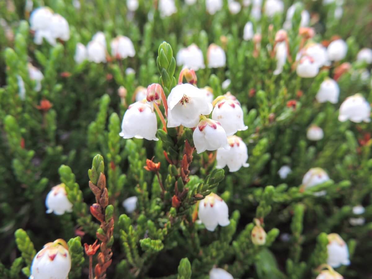 pink-tipped white bell-shaped blossoms on White Mountain Heather 