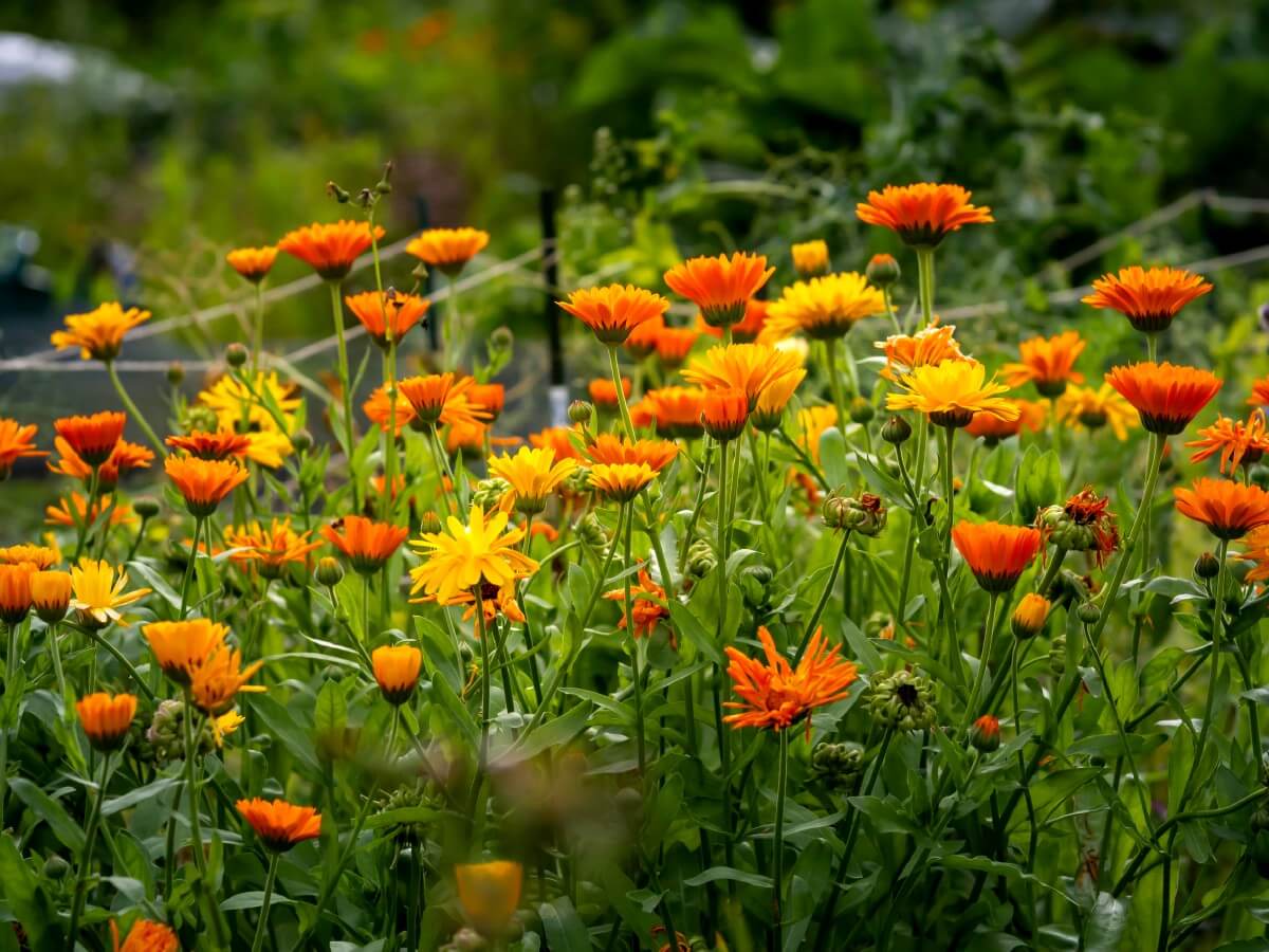 dense planting of calendula flowers in bloom