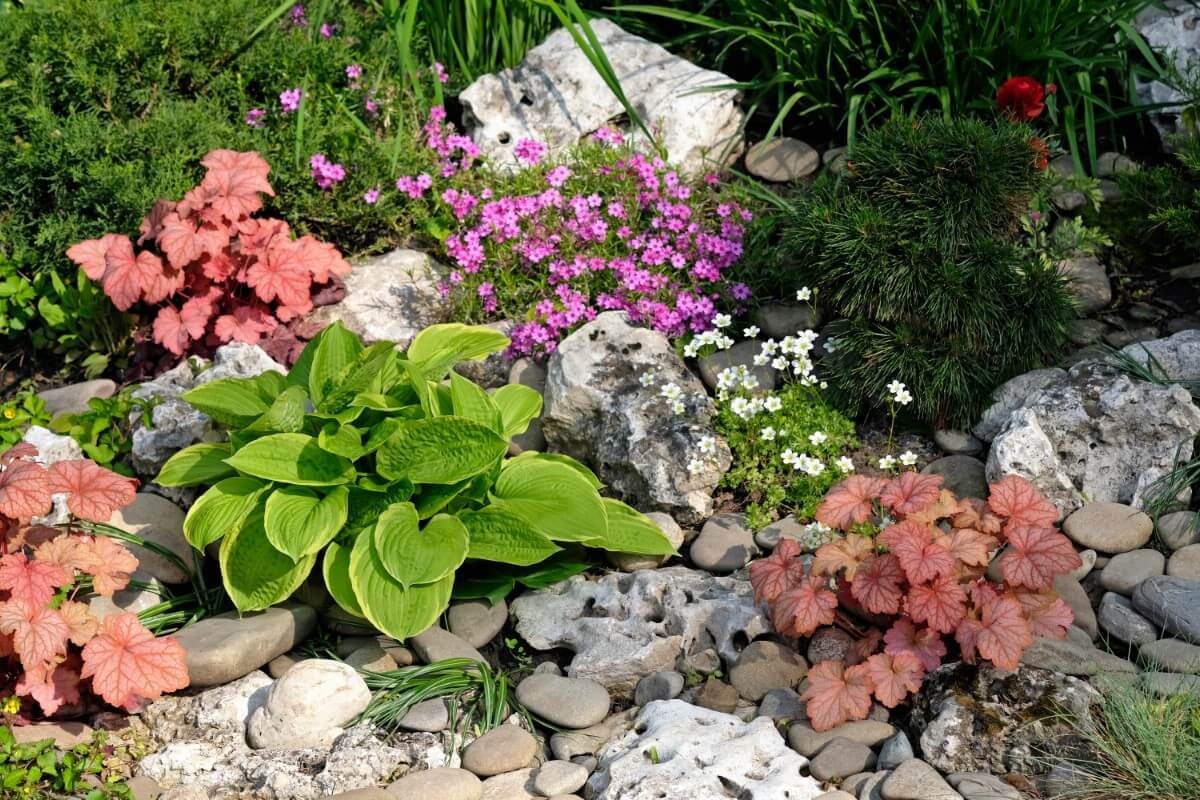 coral bells and hostas planted together in a garden bed