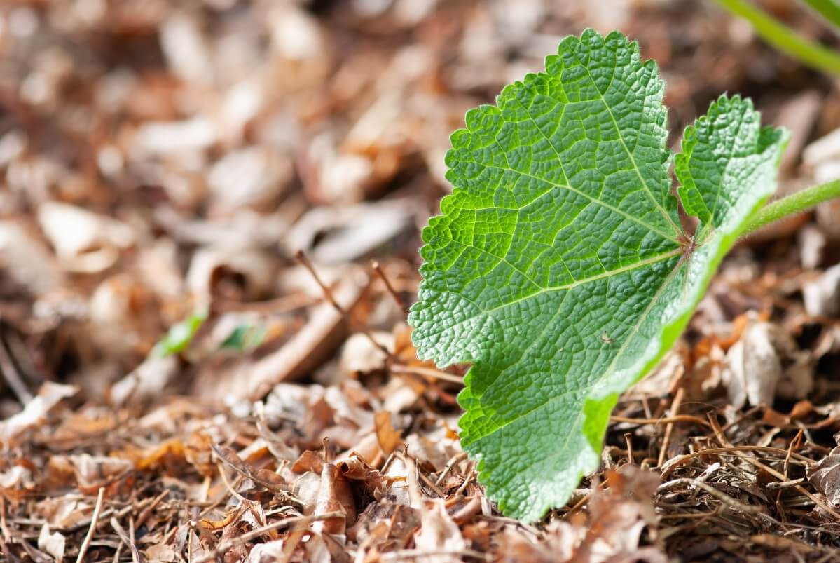 brown wood mulch under hollyhock plant