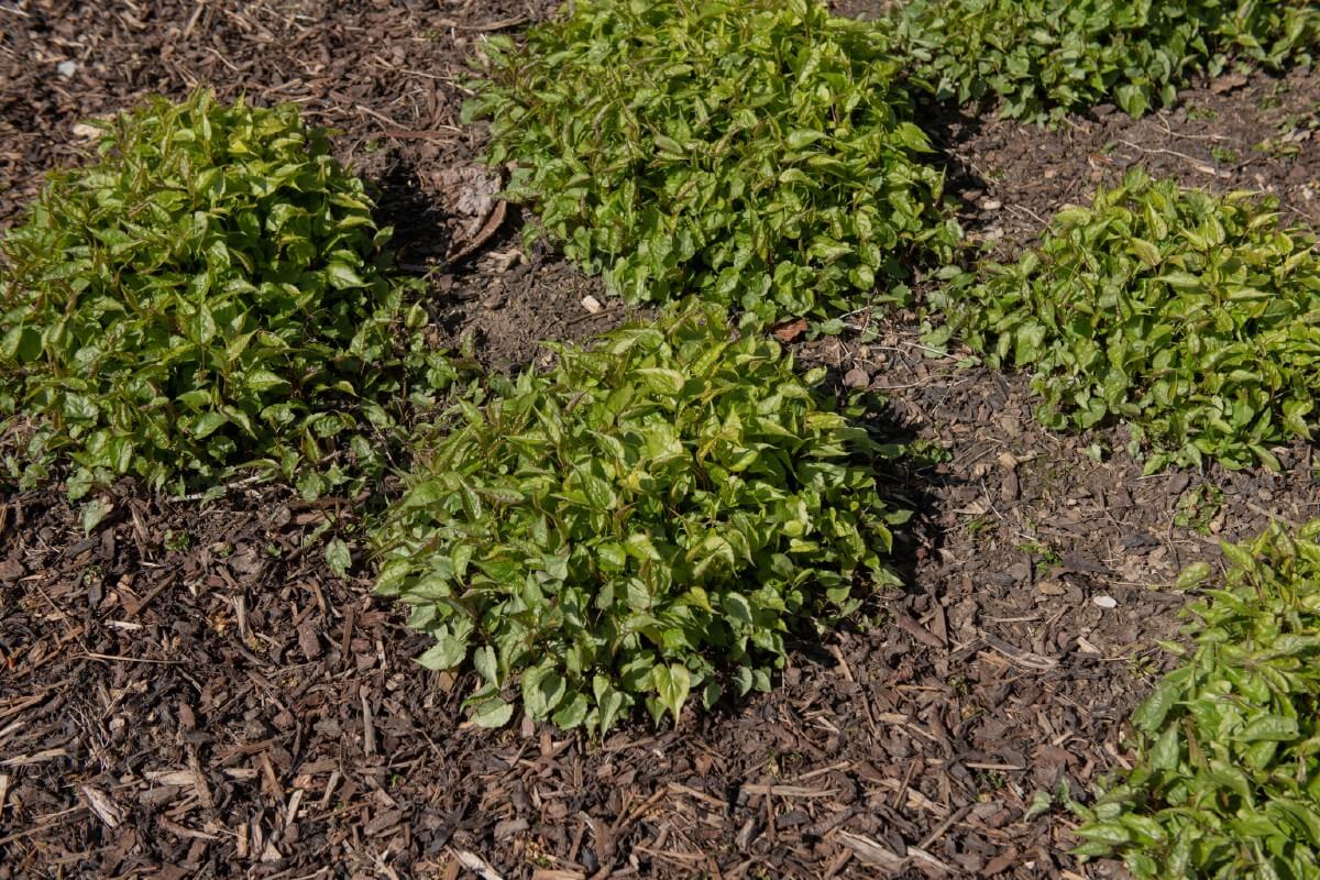 Mounds of aster plants mulched with wood chips