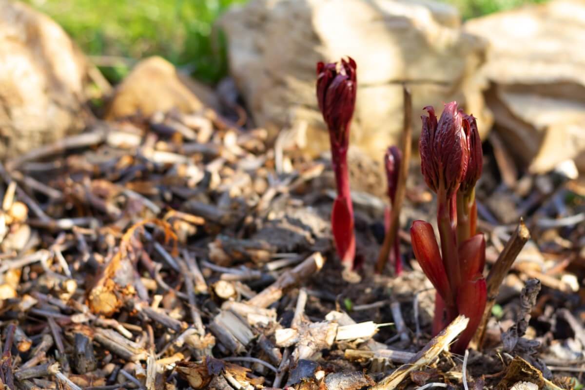 peony plant shoots coming up through mulch layer
