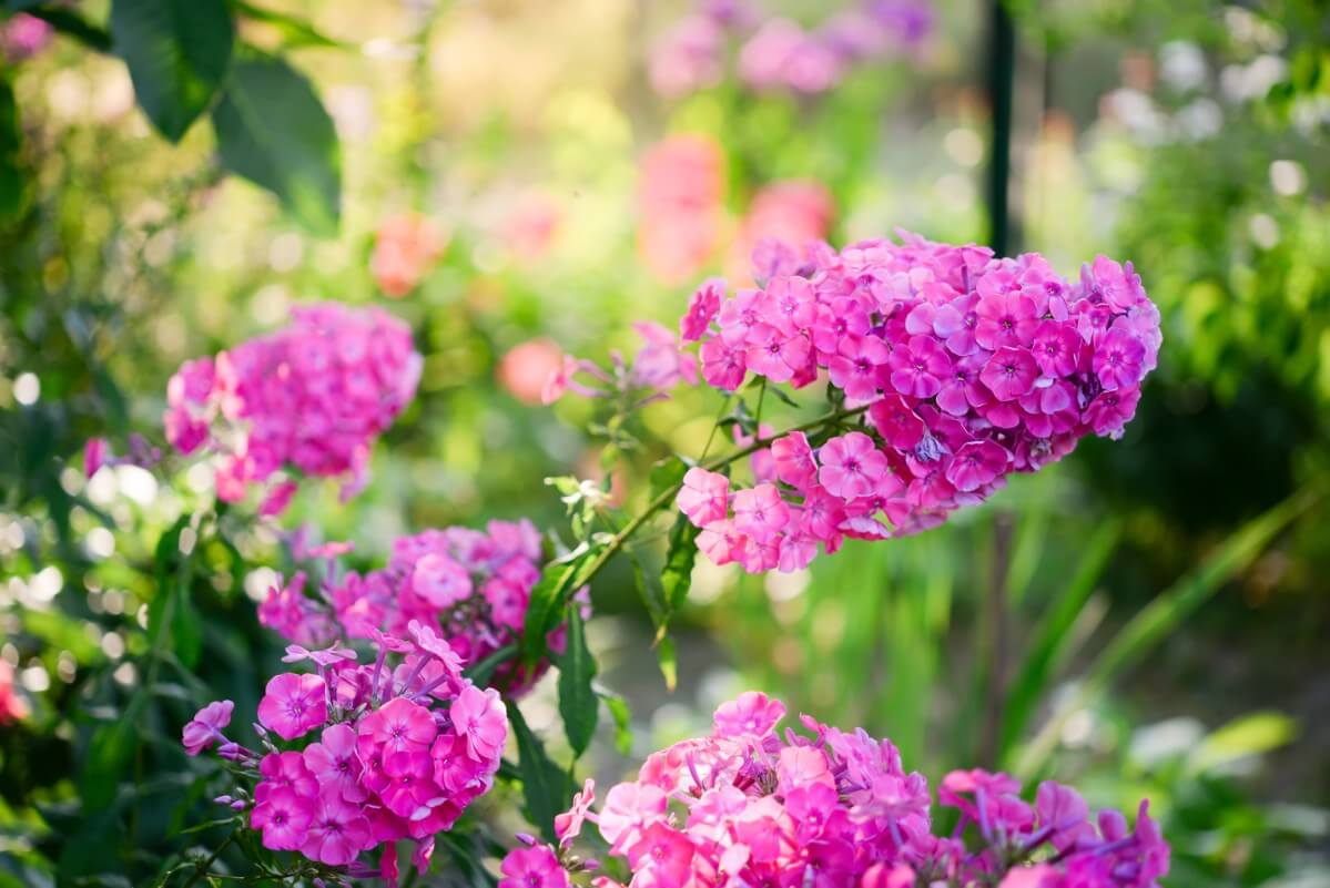 large pink phlox blossoms