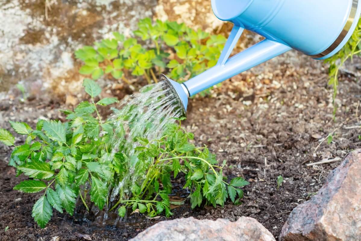 watering can watering sprouting astilbe