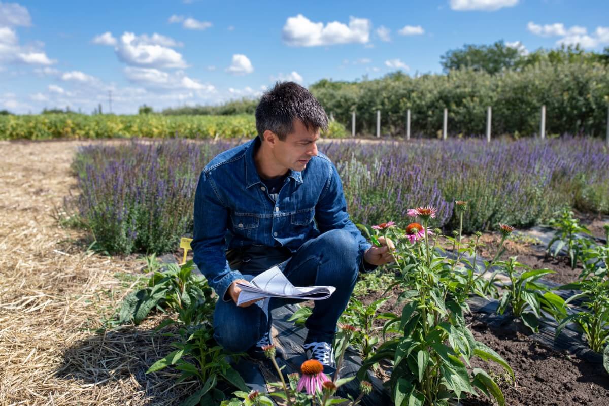 man planting echinacea in garden