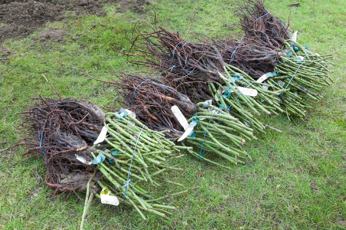bundles of bare root roses ready for planting