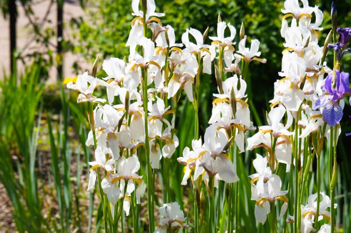 blossoming white iris flowers of Siberian Iris