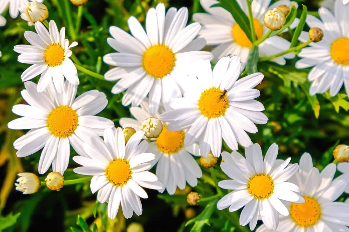 small bee on yellow center on classic daisy flower