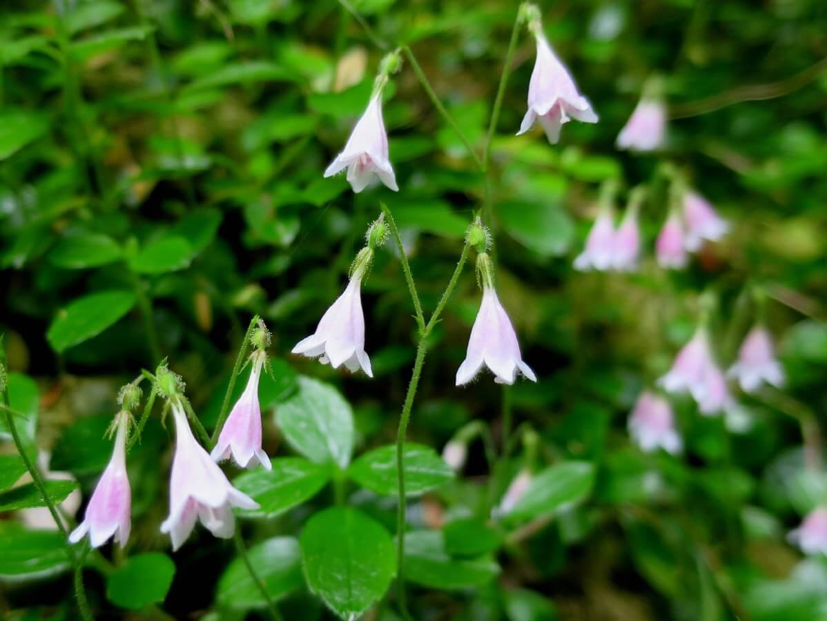 bell-shaped pink twin flowers on slender stalks