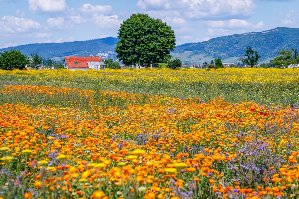 field of flowers with calendula