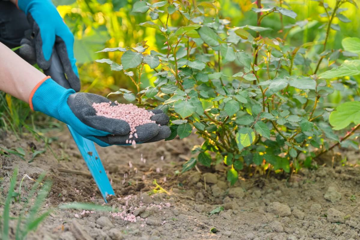 handful of fertilizer in gloved hand fertilizing a rose bush