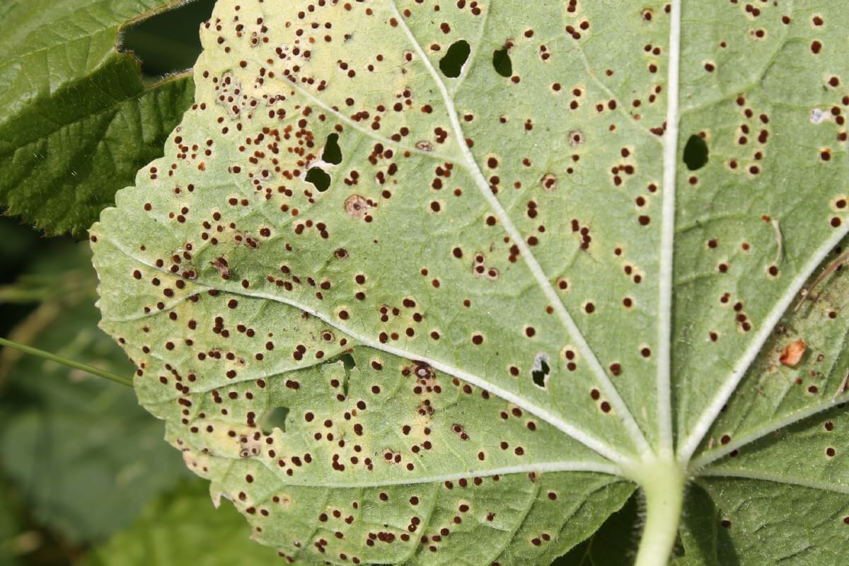 spotty fungal disease on underside of hollyhock leaf