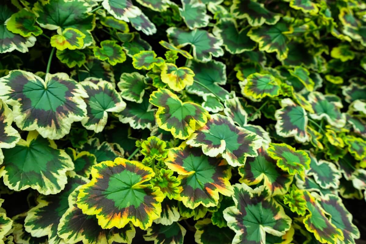variegated leaves on coral bell plants