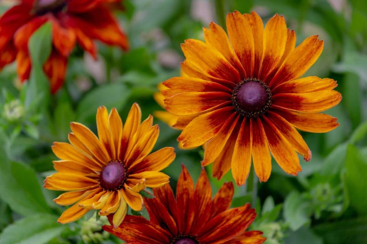 two-toned orange coneflowers