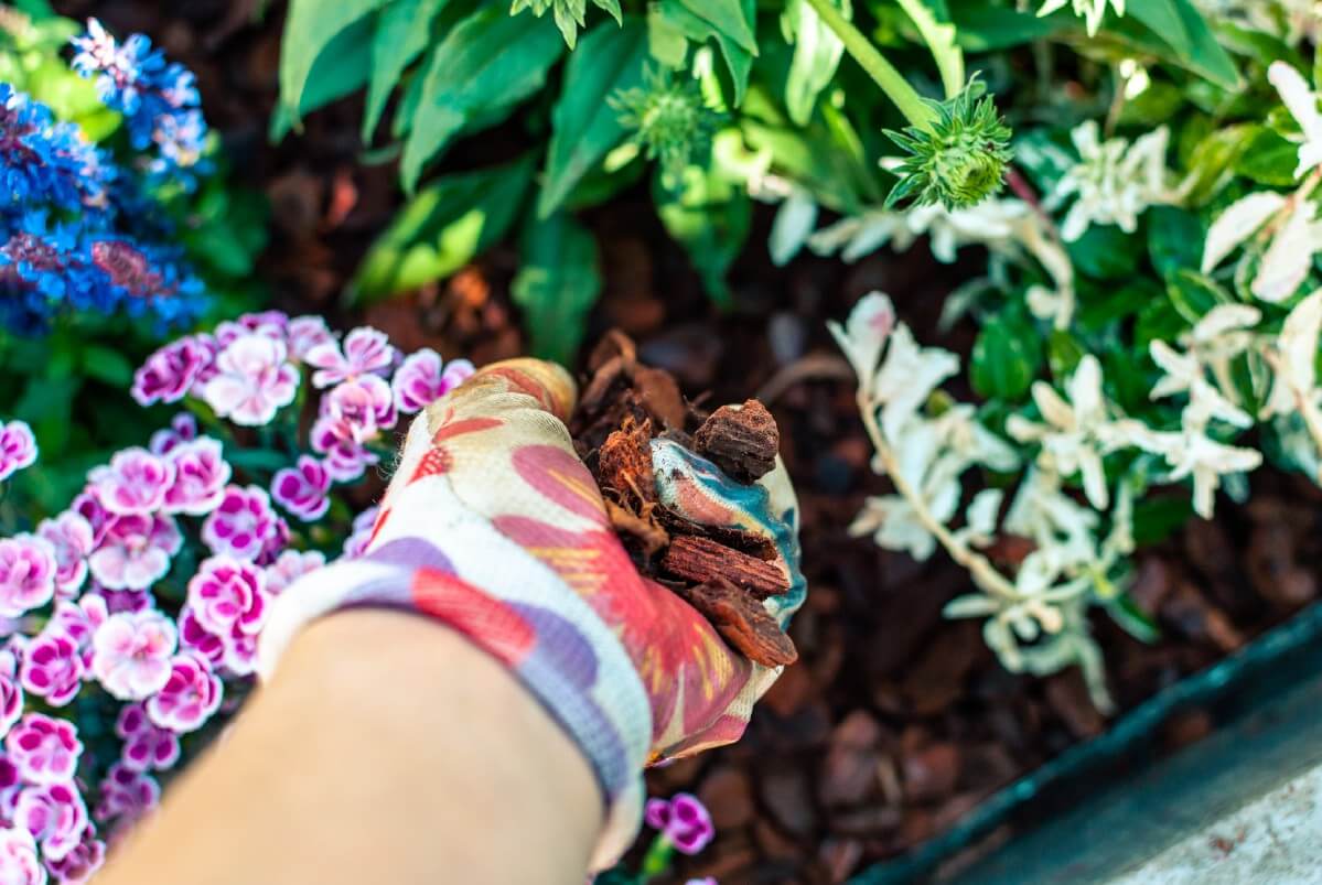 handful of mulch being spread under garden perennials