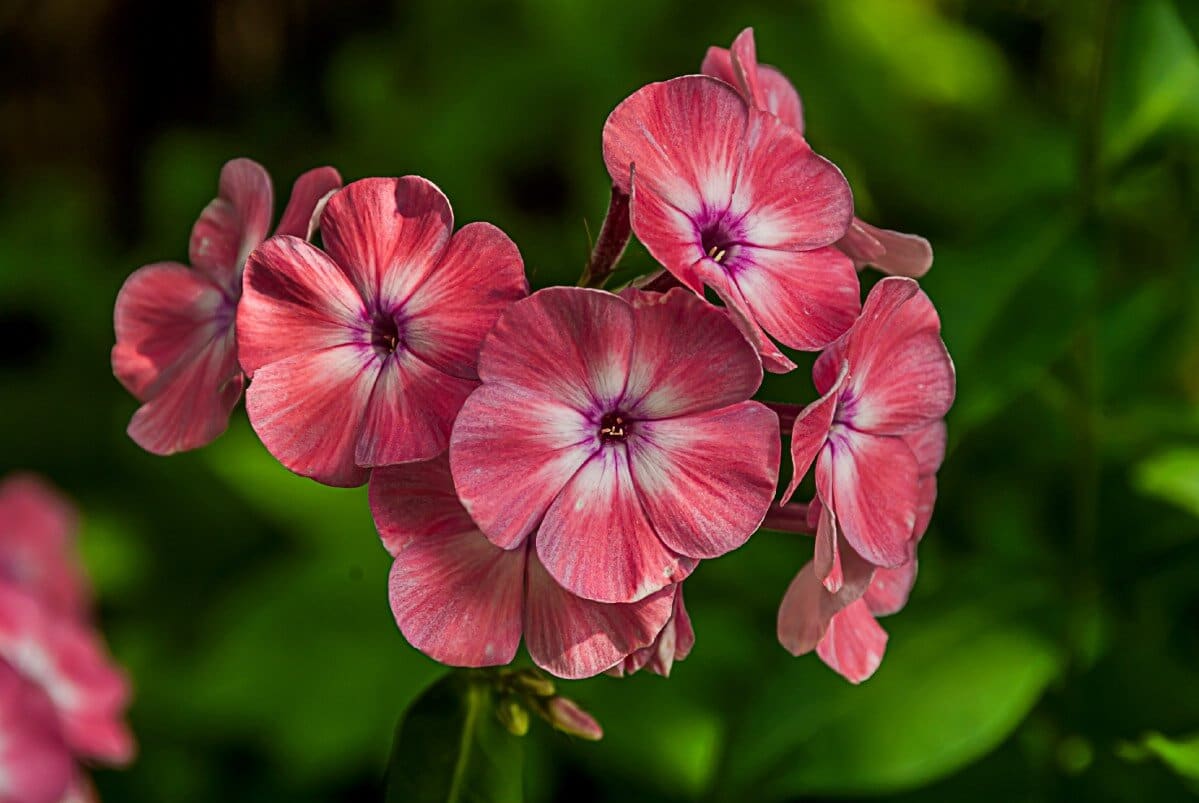 pink and white phlox flower with purple center