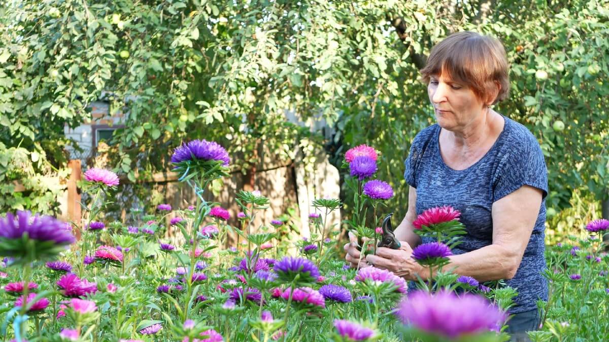 woman pruning asters