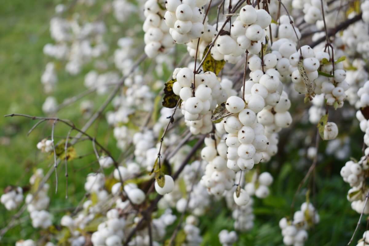 abundant white snowberries on plant