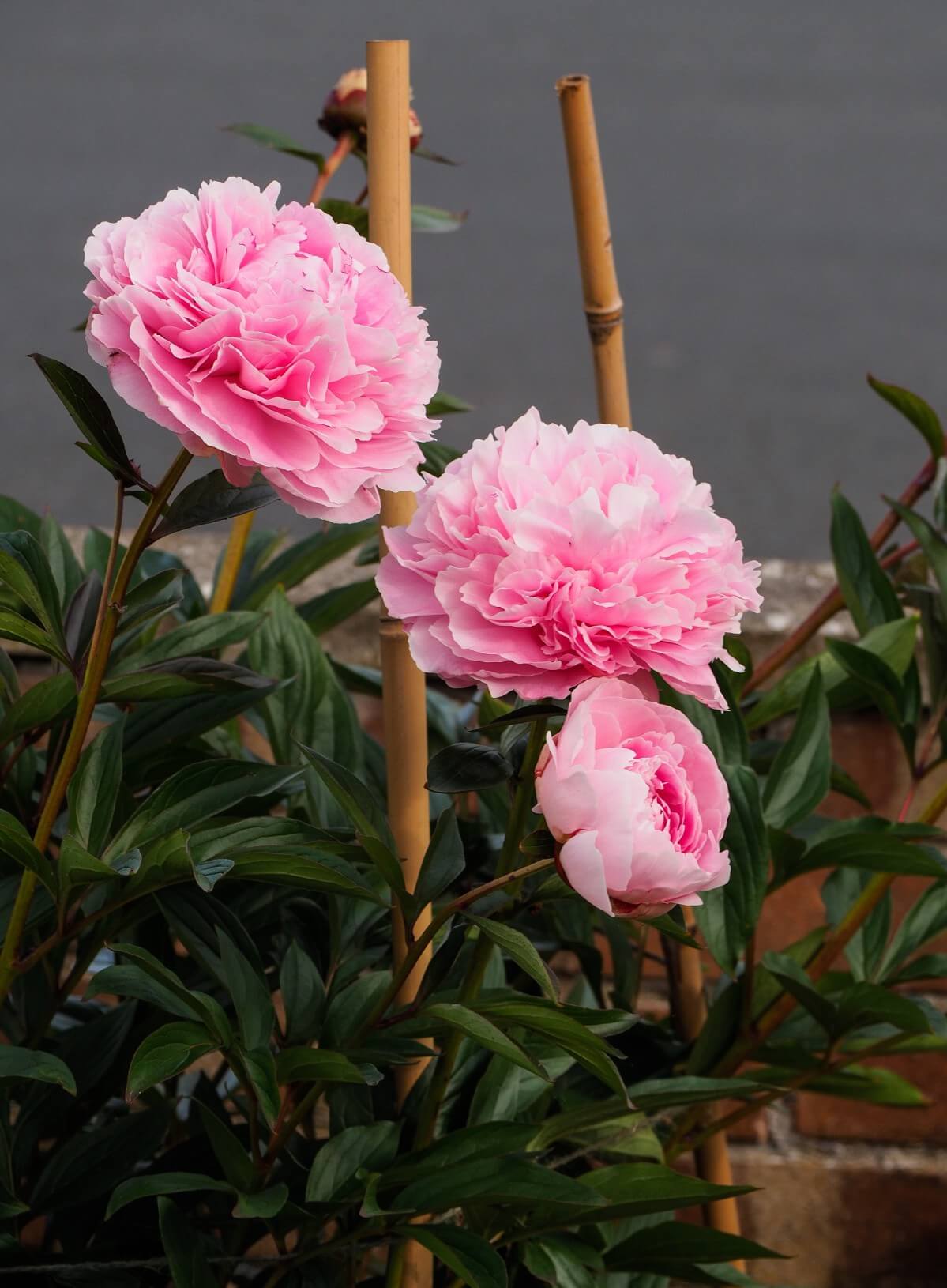 large peony blossoms with support stakes