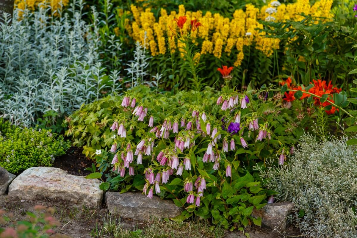 Light purple Korean bellflowers in mixed perennial planting