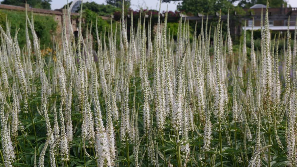 tall white spikes of flowers on Culver's Root plants.
