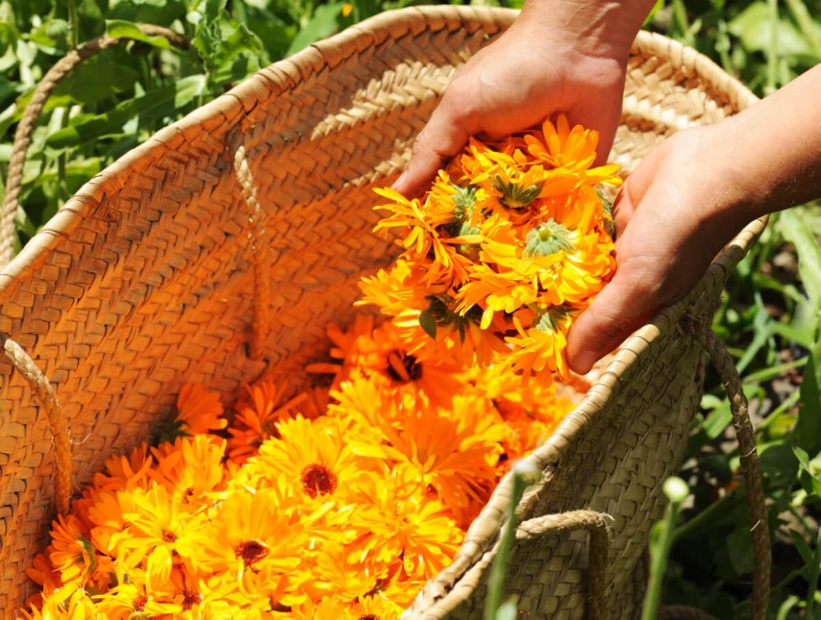 Hands filled with calendula blossoms pouring into basket of calendulas