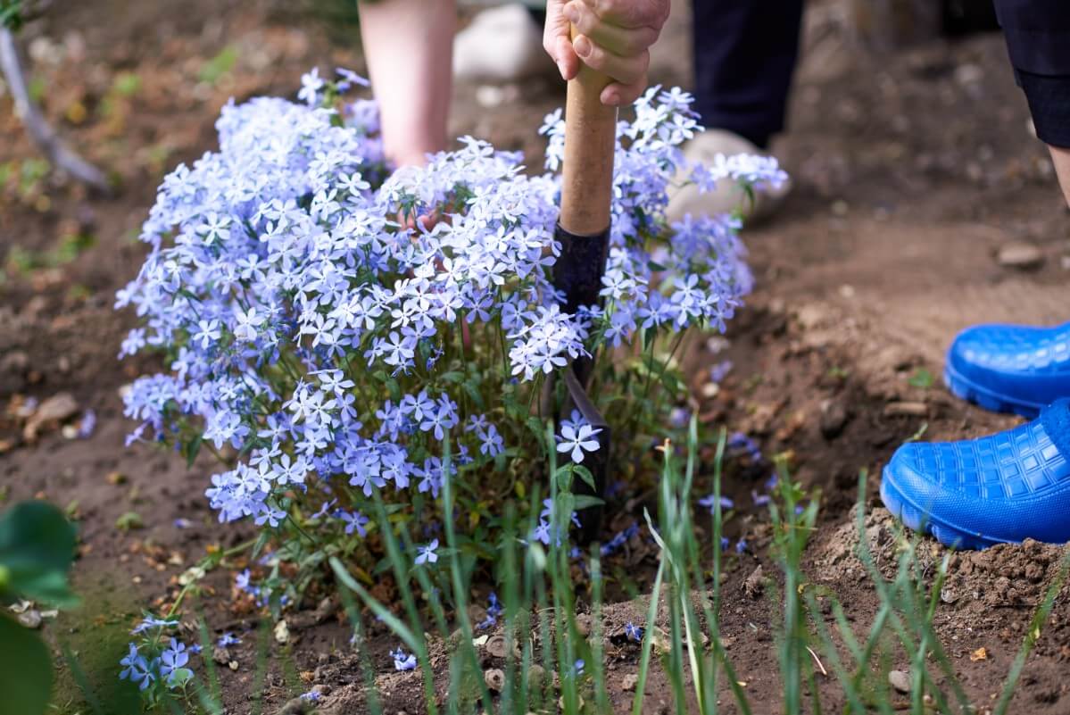 digging up a phlox plant with a shovel
