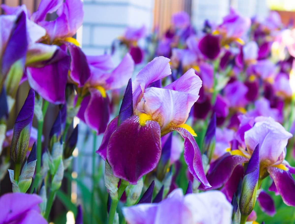 irises planted with hollyhocks