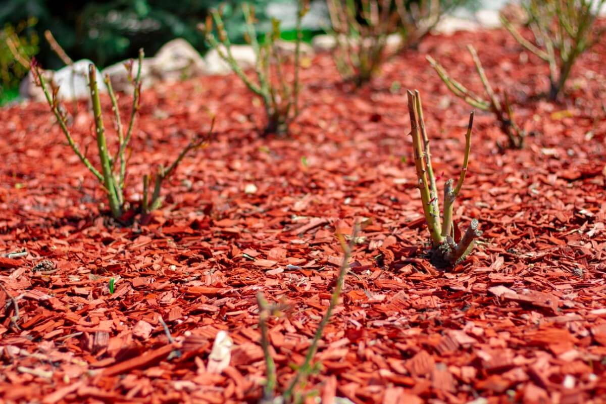 rose garden trimmed and mulched, ready for spring