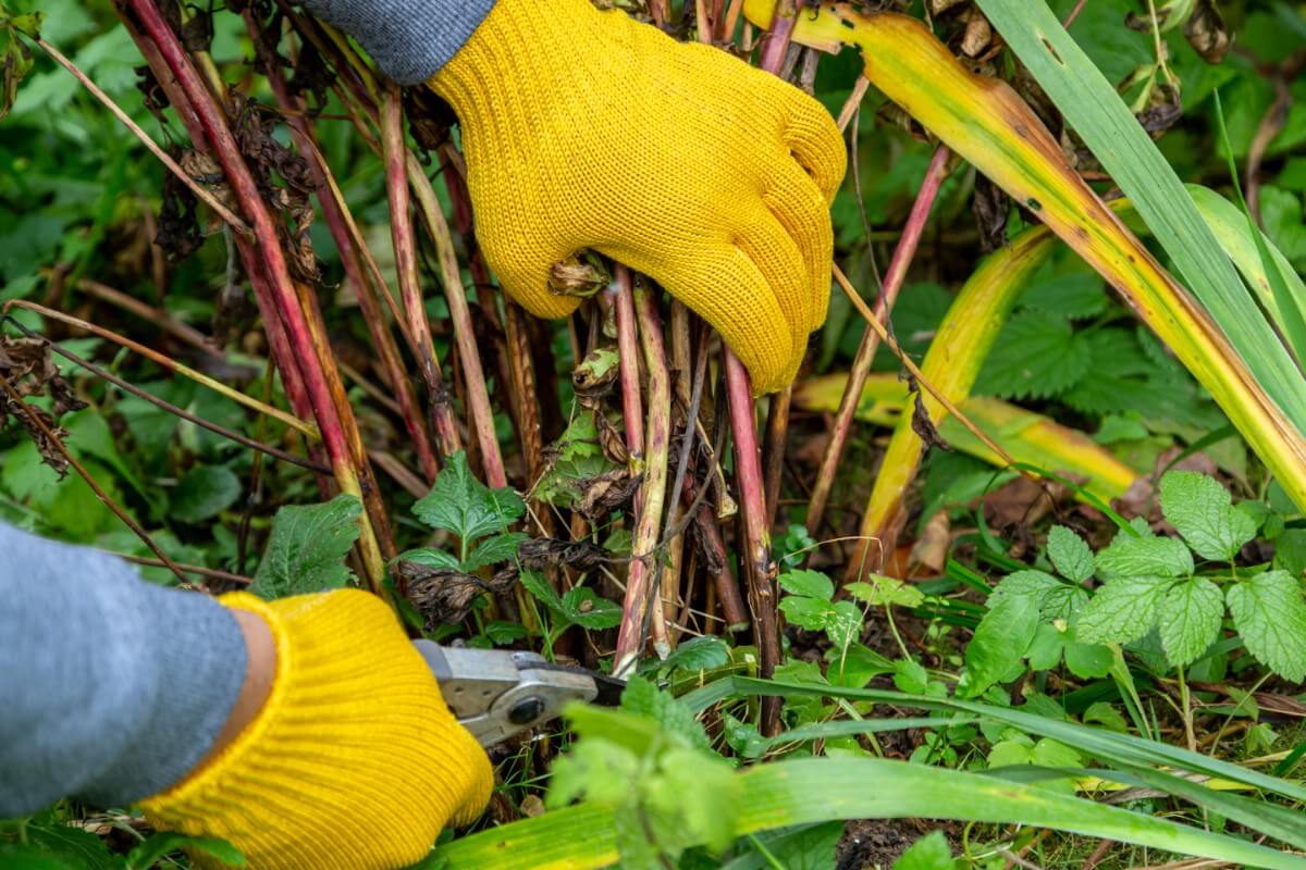 pruning of peonies in the fall