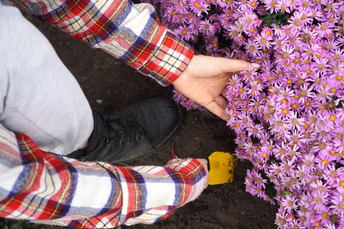 dividing and transplanting aster plants