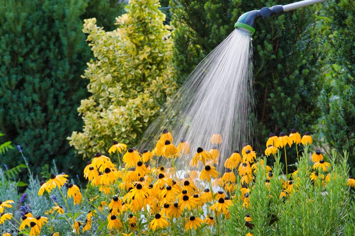 watering coneflowers with wand type shower head